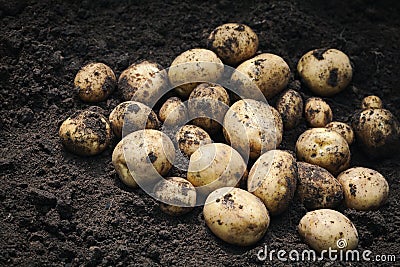 Heap of fresh potato on the ground. Organic farming products Stock Photo