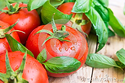 Heap of fresh ripe organic tomatoes with water drops scattered on wood kitchen table, green basil, natural light, healthy diet Stock Photo