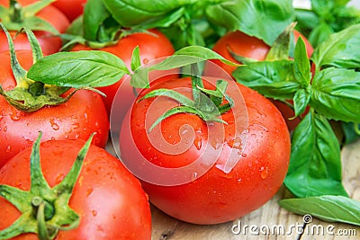 Heap of Fresh Ripe Organic Wet Tomatoes Scattered on Wood Kitchen Garden Table Green Basil Healthy Diet Mediterranean Style Stock Photo