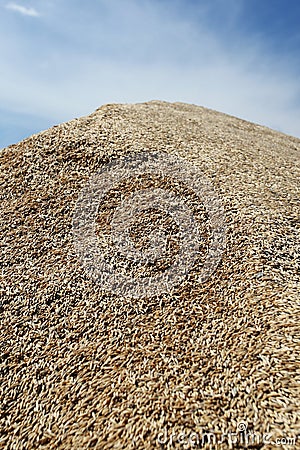 Heap of grains of oats against the blue sky Stock Photo