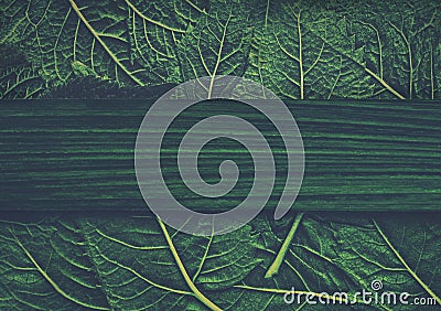 Heap of green fresh stinging nettle leaves with copy space. Can use as banner. Stock Photo