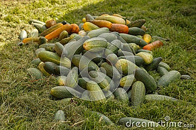 Heap of ripe green and overripe yellow cucumbers lying on the green grass Stock Photo