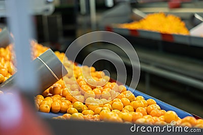 Heap of mandarin oranges on sorting and packaging line Stock Photo