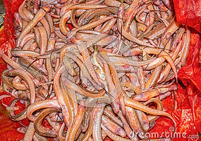 A heap of small fishLepidocephalichthys in a red plastic container Stock Photo