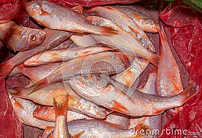 A heap of small soldier croaker fish in a red plastic container Stock Photo