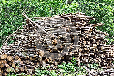 Heap of tree trunks. Felling trees in the forest. Stock Photo