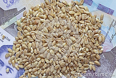 Heap of wheat grains lying on Ukrainian money Stock Photo