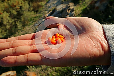 Heap of Wilde Sea Buckthorn Berries in Man`s Palm Stock Photo