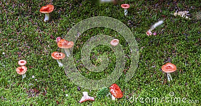 Beechwood Sickener Russula nobilis. Aberdeenshire,Scotland,UK Stock Photo