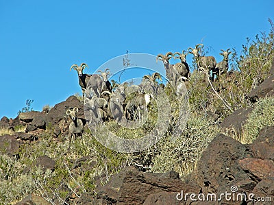 A heard of desert Bighorn Sheep on Arden Peak near Las Vegas, Nevada. Stock Photo