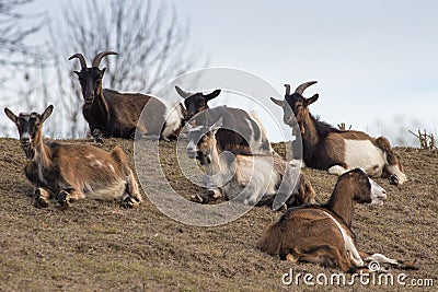 Heard of goats is resting Stock Photo