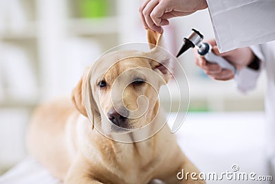 Hearing checkup of labrador dog in vet Stock Photo