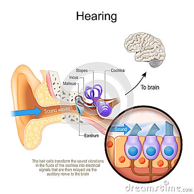 Hearing. Cross section of human`s ear with Cochlea Vector Illustration