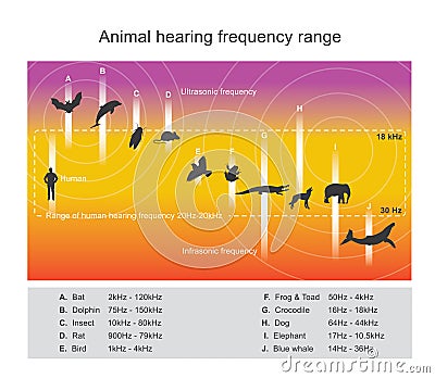 Hearing range describes the range of frequencies Vector Illustration