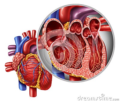 Heart Anatomy Concept Stock Photo