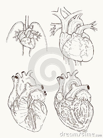 Heart anatomy hand draw Vector Illustration