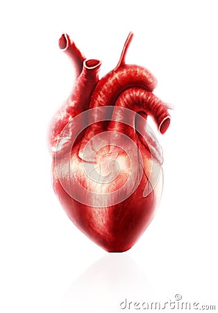 Heart anatomy Stock Photo