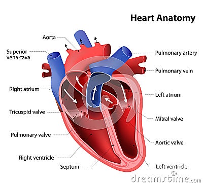 Heart anatomy Vector Illustration