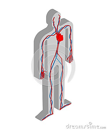 Heart and blood system isometric anatomy of human body. Internal Vector Illustration