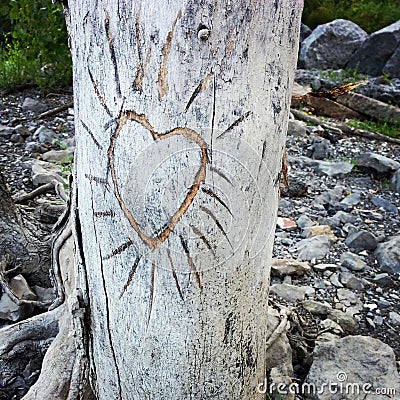 Heart carved in the bark of a tree Stock Photo