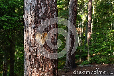 Heart Carved into Tree Trunk in Forest Stock Photo