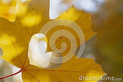 The heart is carved on a yellow maple leaf in autumn, light and glare from autumn foliage in autumn weather Stock Photo