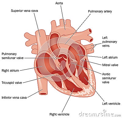 The heart Vector Illustration