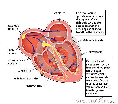 Heart electrical conducting system Vector Illustration