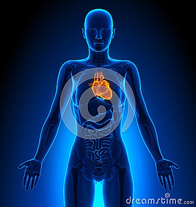 Heart - Female Organs - Human Anatomy Stock Photo