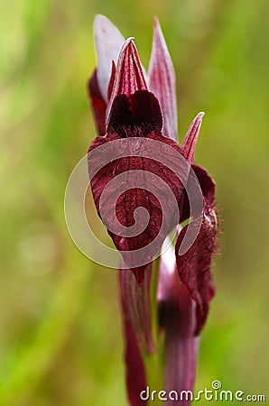 Heart Flowered Serapias flower - Serapias cordigera Stock Photo