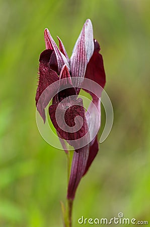 Heart Flowered Serapias flowers - Serapias cordigera Stock Photo