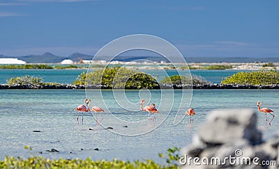 Heart formed by two flamingos in the salt flats in Bonaire netherlands antilles Stock Photo