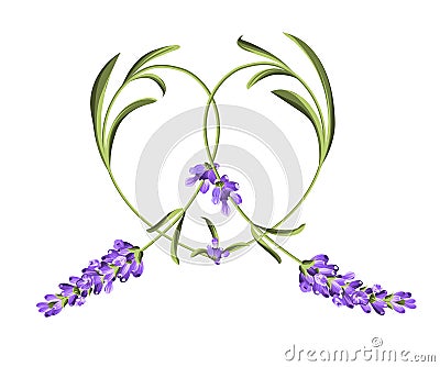 Heart frame of lavender flower Vector Illustration