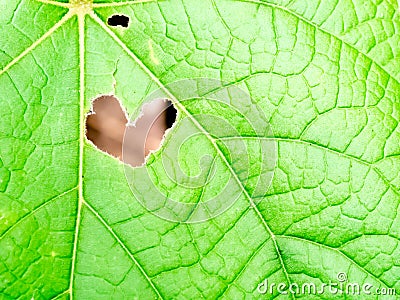 Heart hole shape on leaf Stock Photo