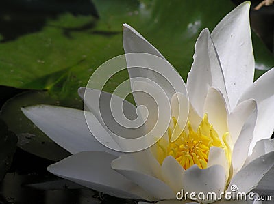 Heart of hte waterlilly Stock Photo