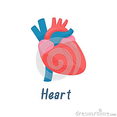 Heart, Human Anatomy Healthy Internal Organ Vector Illustration Stock Photo