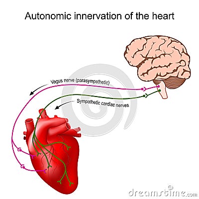 Heart innervation. Autonomic nervous system Vector Illustration
