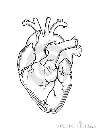 Heart. The internal human organ, anatomical structure. Vector Illustration