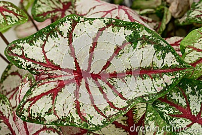 Heart of Jesus Caladium bicolor Celebration fancy leaf Stock Photo