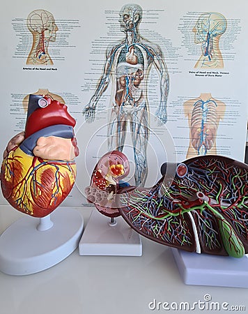 Heart kidney and liver anatomy and class study Stock Photo