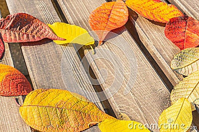 Heart laid out of autumn leaves on a wooden bench. F Stock Photo