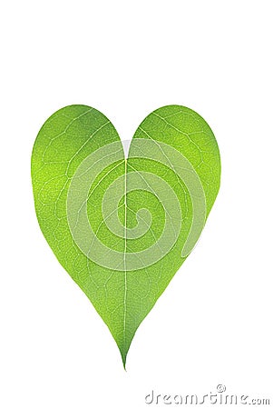 Heart from leaf Stock Photo