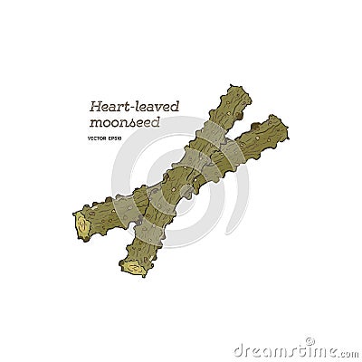 Heart leaf moonseed herb , Hand draw vector. Vector Illustration