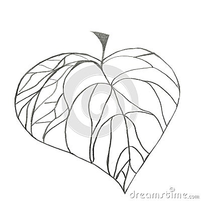 Heart leafe, illustration hand drawn by graphit pencil Cartoon Illustration