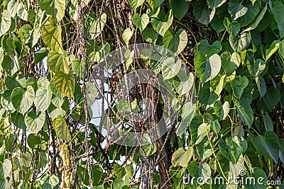 Heart-leaved moonseed herbal plant in a garden.Tinospora cordifoliaCommon names Gaduchi and Giloya. Stock Photo