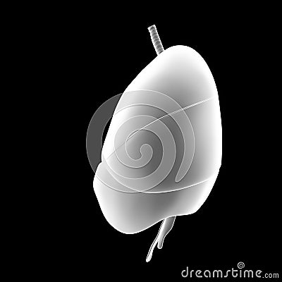 Heart, Lungs and Diaphragm lateral view Stock Photo