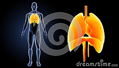 Heart, Lungs and Diaphragm zoom with body anterior view Stock Photo