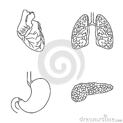 Heart, lungs, stomach, pancreas. Human organs set collection icons in outline style vector symbol stock illustration web Vector Illustration