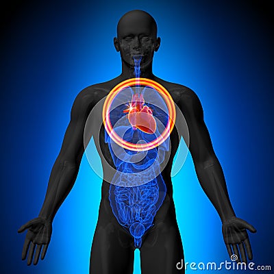 Heart - Male anatomy of human organs - x-ray view Stock Photo