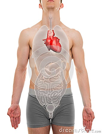 Heart Male - Internal Organs Anatomy - 3D illustration Cartoon Illustration